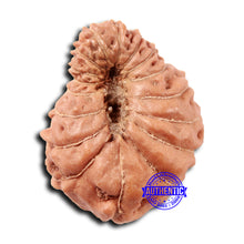 Load image into Gallery viewer, 17 Mukhi Rudraksha from Indonesia - Bead No. 208
