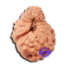 Load image into Gallery viewer, 17 Mukhi Rudraksha from Indonesia - Bead No. 208
