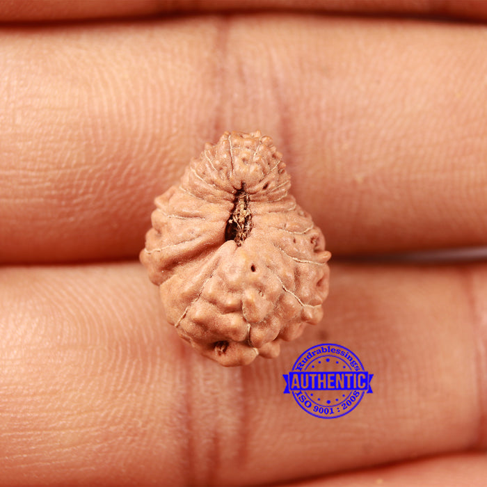 17 Mukhi Rudraksha from Indonesia - Bead No. 208