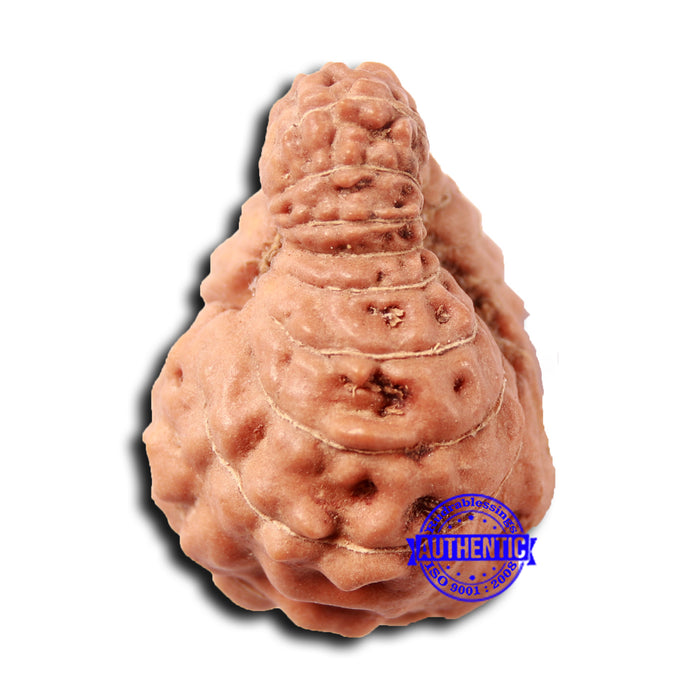 17 Mukhi Rudraksha from Indonesia - Bead No. 208