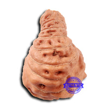 Load image into Gallery viewer, 17 Mukhi Rudraksha from Indonesia - Bead No. 208
