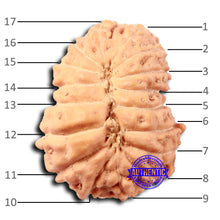 Load image into Gallery viewer, 17 Mukhi Rudraksha from Indonesia - Bead No. 209
