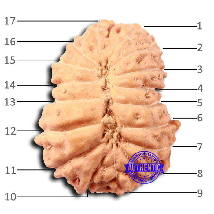 17 Mukhi Rudraksha from Indonesia - Bead No. 209