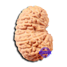 Load image into Gallery viewer, 17 Mukhi Rudraksha from Indonesia - Bead No. 209
