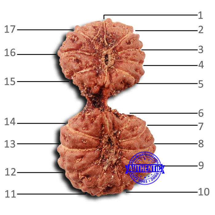 17 Mukhi Gaurishankar Rudraksha from Indonesia - Bead No. 210
