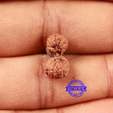 Load image into Gallery viewer, 17 Mukhi Gaurishankar Rudraksha from Indonesia - Bead No. 210
