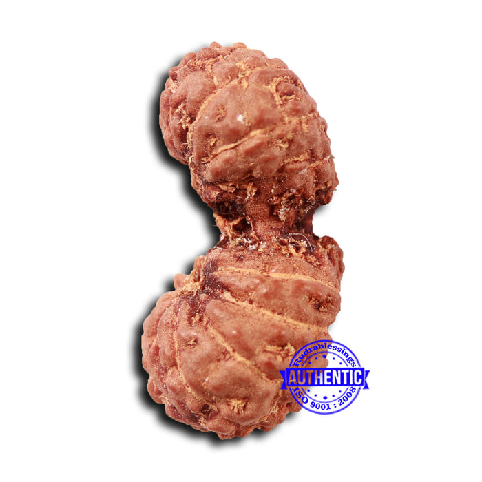 17 Mukhi Gaurishankar Rudraksha from Indonesia - Bead No. 210