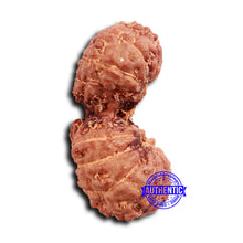 Load image into Gallery viewer, 17 Mukhi Gaurishankar Rudraksha from Indonesia - Bead No. 210
