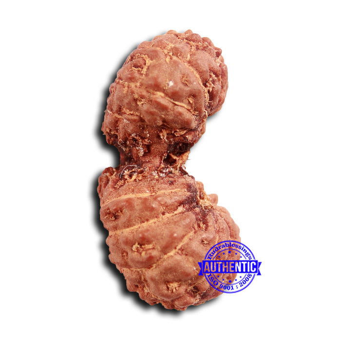 17 Mukhi Gaurishankar Rudraksha from Indonesia - Bead No. 210