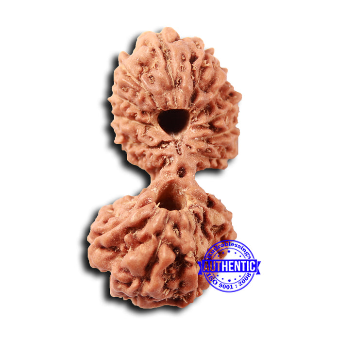 17 Mukhi Gaurishankar Rudraksha from Indonesia - Bead No. 211