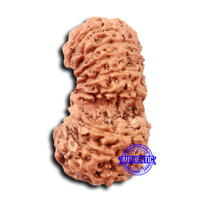 17 Mukhi Gaurishankar Rudraksha from Indonesia - Bead No. 211
