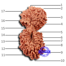 Load image into Gallery viewer, 17 Mukhi Gaurishankar Rudraksha from Indonesia - Bead No. 212
