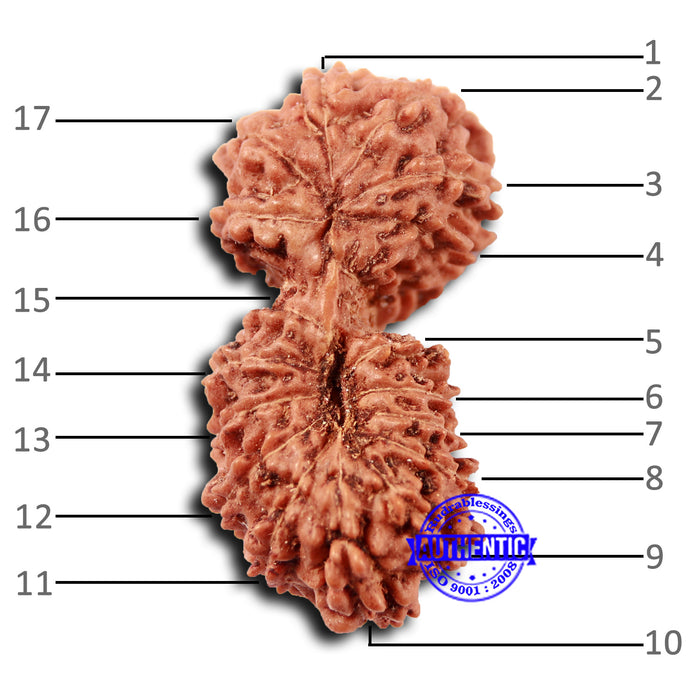 17 Mukhi Gaurishankar Rudraksha from Indonesia - Bead No. 212