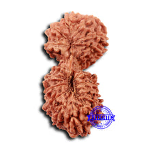 Load image into Gallery viewer, 17 Mukhi Gaurishankar Rudraksha from Indonesia - Bead No. 212

