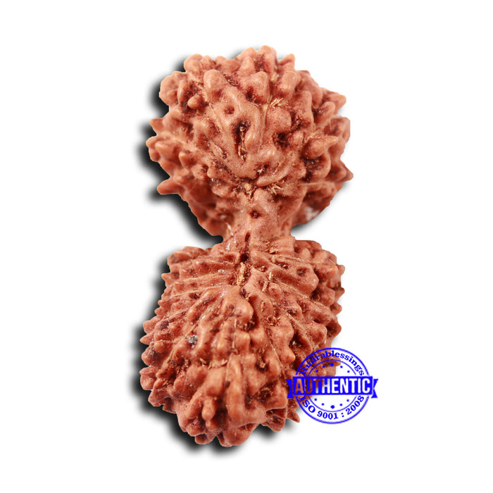 17 Mukhi Gaurishankar Rudraksha from Indonesia - Bead No. 212
