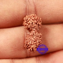 Load image into Gallery viewer, 17 Mukhi Gaurishankar Rudraksha from Indonesia - Bead No. 212
