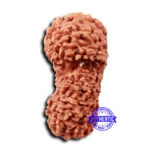 Load image into Gallery viewer, 17 Mukhi Gaurishankar Rudraksha from Indonesia - Bead No. 212
