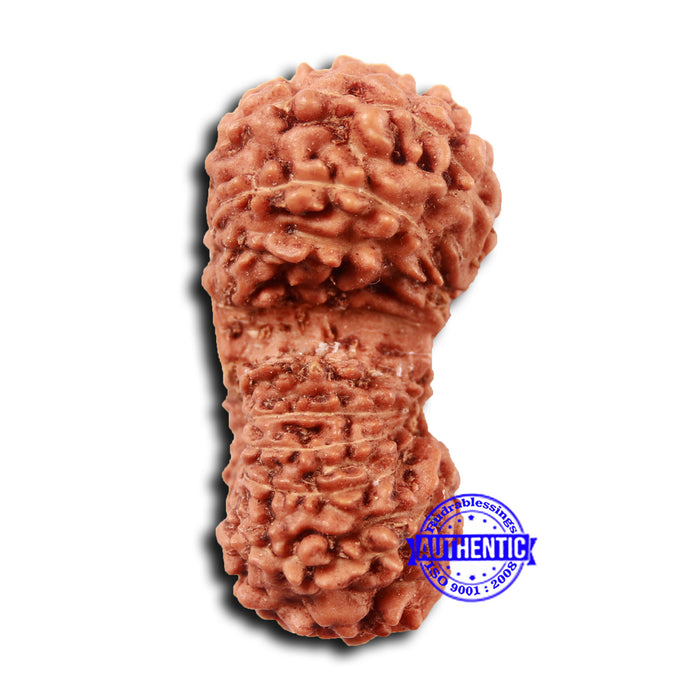 17 Mukhi Gaurishankar Rudraksha from Indonesia - Bead No. 212