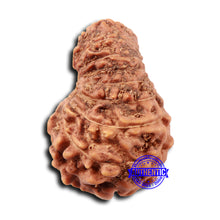 Load image into Gallery viewer, 17 Mukhi Rudraksha from Indonesia - Bead No. 213
