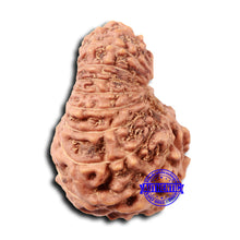 Load image into Gallery viewer, 17 Mukhi Rudraksha from Indonesia - Bead No. 213
