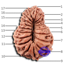 Load image into Gallery viewer, 17 Mukhi Rudraksha from Indonesia - Bead No. 214
