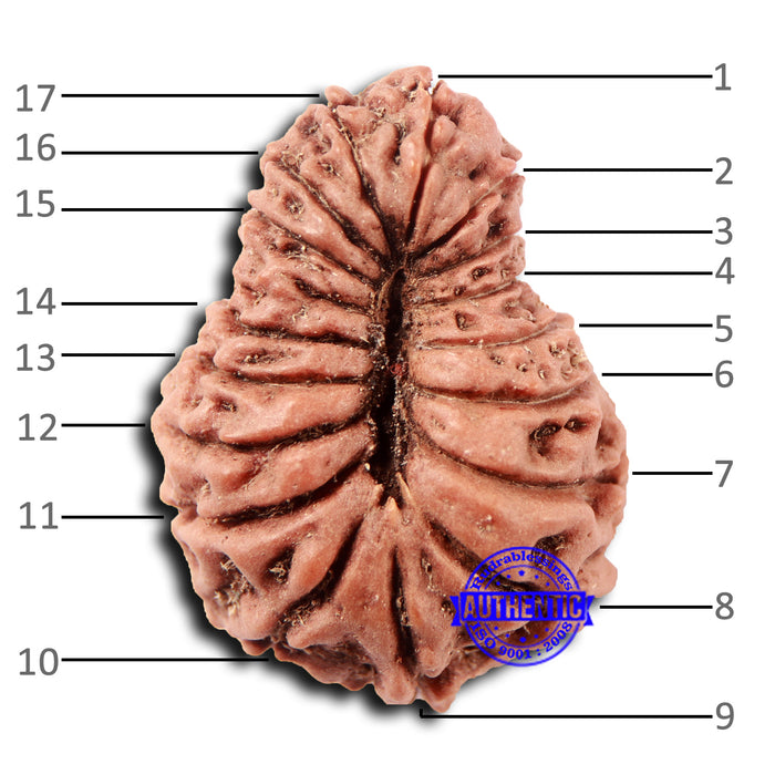 17 Mukhi Rudraksha from Indonesia - Bead No. 214