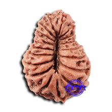 Load image into Gallery viewer, 17 Mukhi Rudraksha from Indonesia - Bead No. 214
