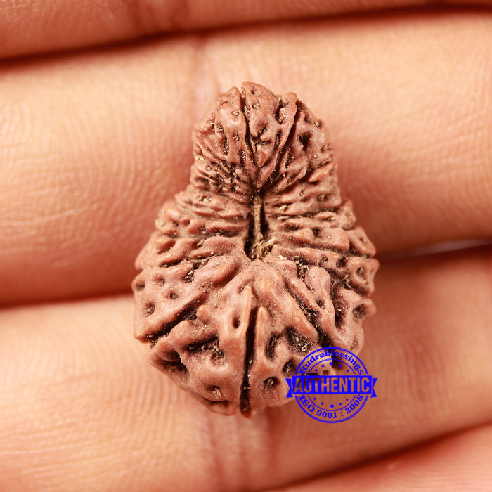 17 Mukhi Rudraksha from Indonesia - Bead No. 214