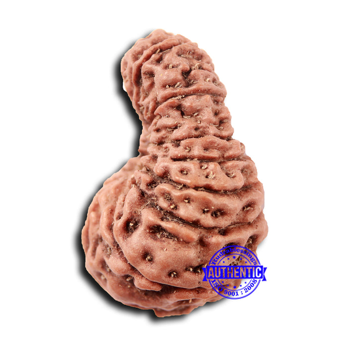 17 Mukhi Rudraksha from Indonesia - Bead No. 214