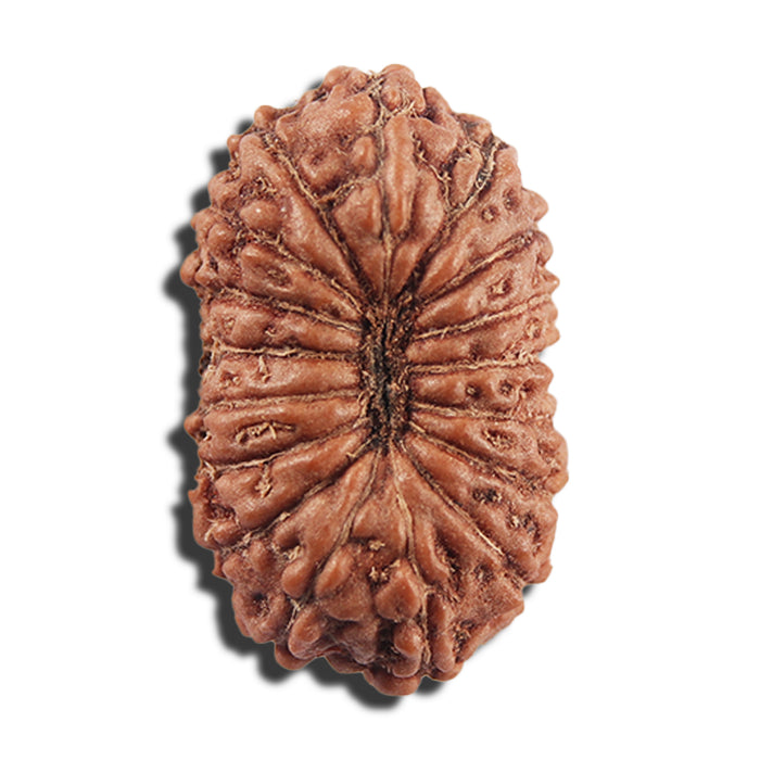 17 Mukhi Rudraksha from Indonesia - Bead No. 216