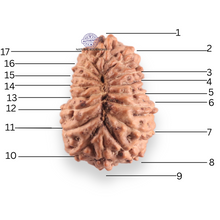 Load image into Gallery viewer, 17 Mukhi Rudraksha from Indonesia - Bead No. 253
