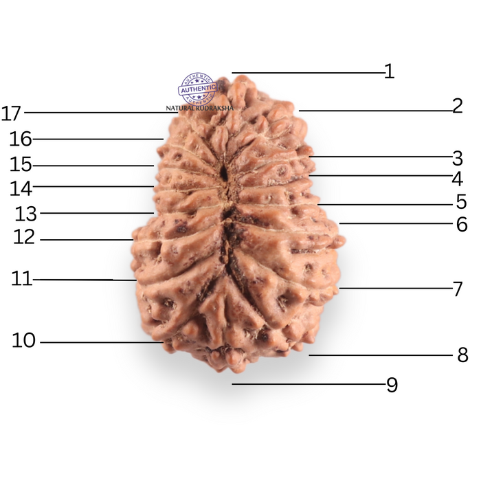 17 Mukhi Rudraksha from Indonesia - Bead No. 253