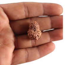 Load image into Gallery viewer, 17 Mukhi Rudraksha from Indonesia - Bead No. 253
