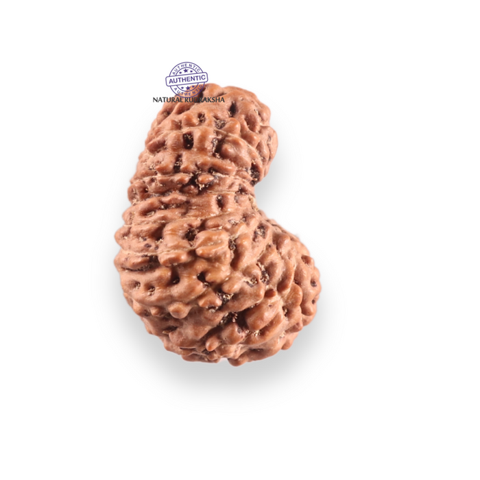 17 Mukhi Rudraksha from Indonesia - Bead No. 253