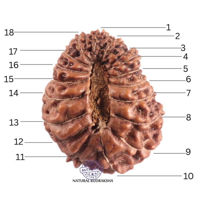 17 Mukhi Rudraksha from Indonesia - Bead No. 254