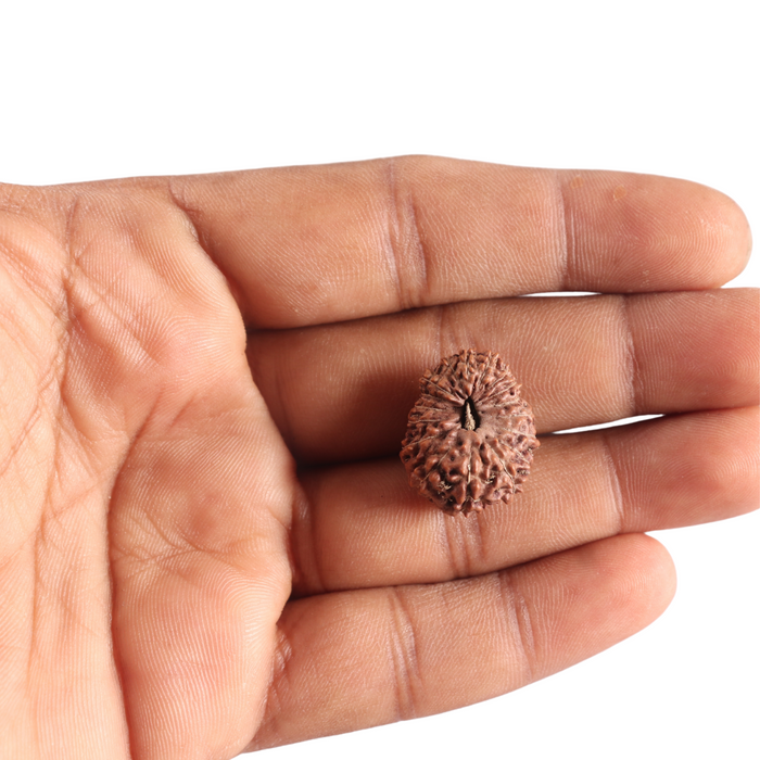 17 Mukhi Rudraksha from Indonesia - Bead No. 254