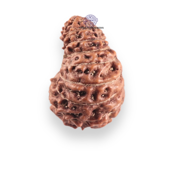 17 Mukhi Rudraksha from Indonesia - Bead No. 254