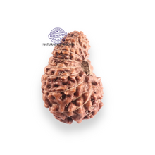 Load image into Gallery viewer, 17 Mukhi Rudraksha from Indonesia - Bead No. 254
