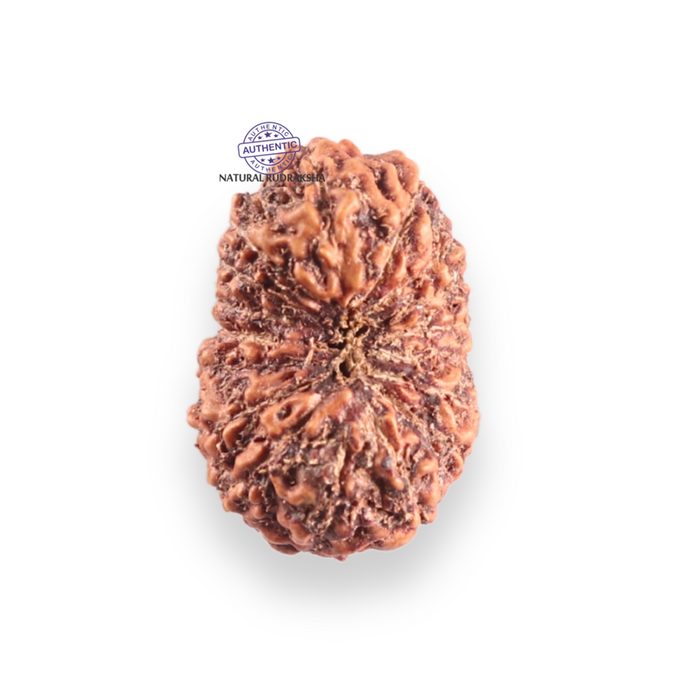 17 Mukhi Rudraksha from Indonesia - Bead No. 255