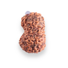 Load image into Gallery viewer, 17 Mukhi Rudraksha from Indonesia - Bead No. 255
