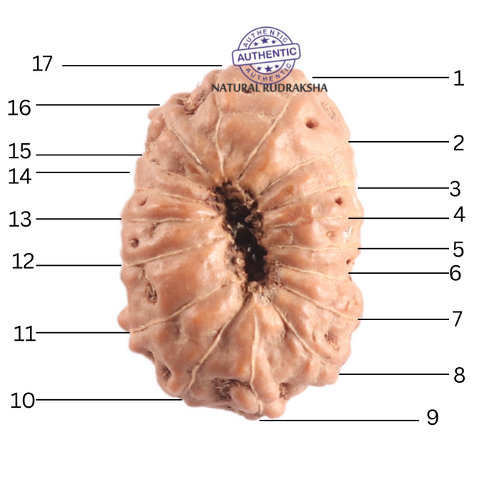 17 Mukhi Rudraksha from Indonesia - Bead No. 256