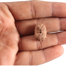 Load image into Gallery viewer, 17 Mukhi Rudraksha from Indonesia - Bead No. 256
