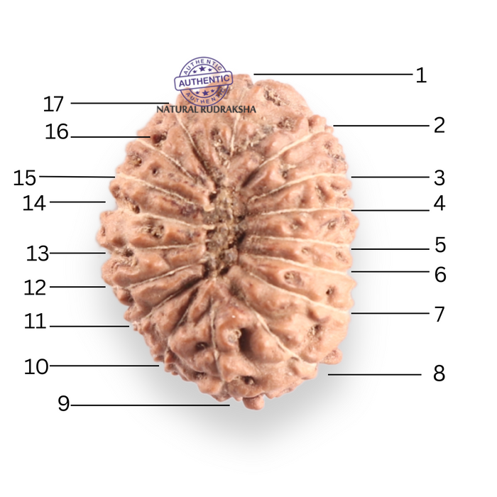 17 Mukhi Rudraksha from Indonesia - Bead No. 257