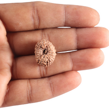 Load image into Gallery viewer, 17 Mukhi Rudraksha from Indonesia - Bead No. 257
