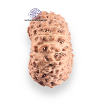 Load image into Gallery viewer, 17 Mukhi Rudraksha from Indonesia - Bead No. 257
