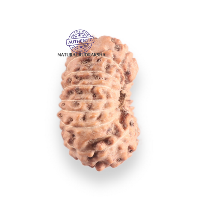 17 Mukhi Rudraksha from Indonesia - Bead No. 257