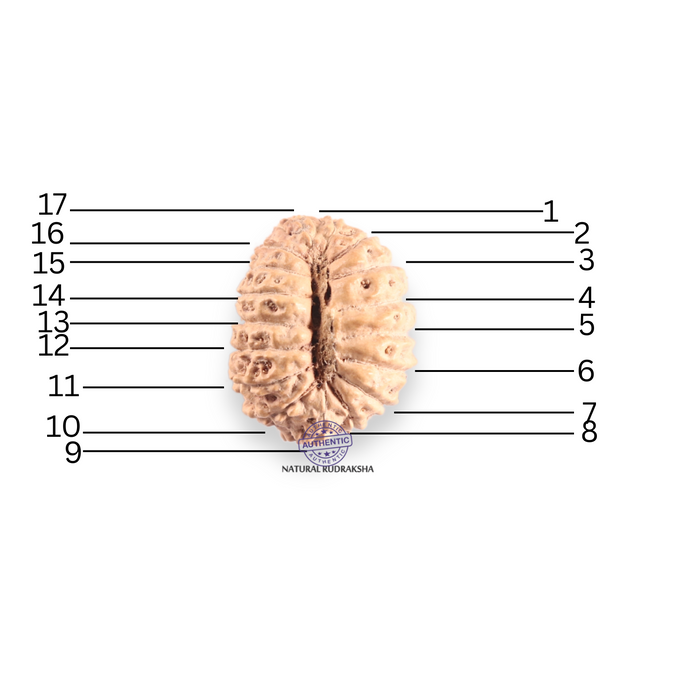 17 Mukhi Rudraksha from Indonesia - Bead No. 258