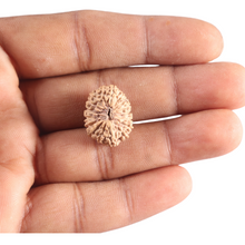 Load image into Gallery viewer, 17 Mukhi Rudraksha from Indonesia - Bead No. 258
