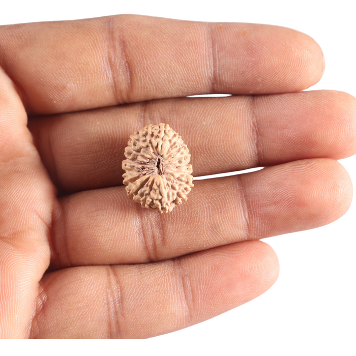 17 Mukhi Rudraksha from Indonesia - Bead No. 258