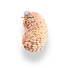 Load image into Gallery viewer, 17 Mukhi Rudraksha from Indonesia - Bead No. 258
